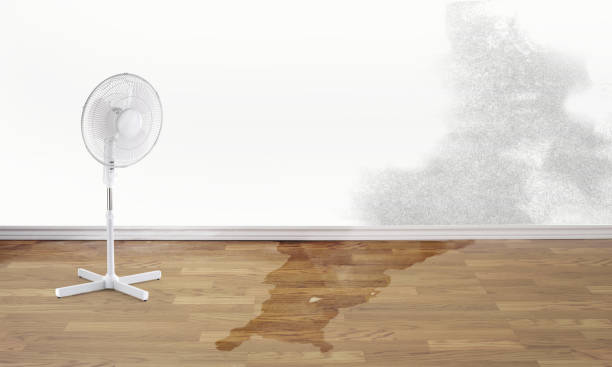 Best Flooded house restoration  in Gloverville, SC