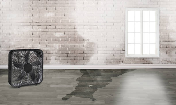 Best Flood restoration services  in Gloverville, SC